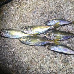 鱗付けアジング