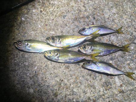 鱗付けアジング