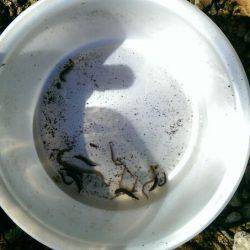 久しぶりの渓流釣り