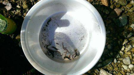 久しぶりの渓流釣り