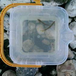 2日連続の渓流釣り