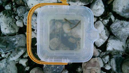 2日連続の渓流釣り