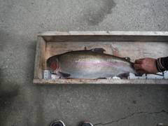 すそのフィッシングパーク 釣果