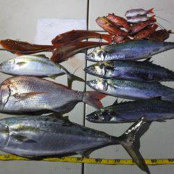 Hit Rush(ヒット ラッシュ） 釣果