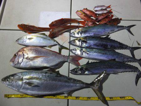 Hit Rush(ヒット ラッシュ） 釣果