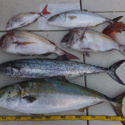 Hit Rush(ヒット ラッシュ) 釣果