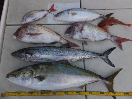 Hit Rush(ヒット ラッシュ） 釣果…