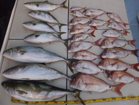 Hit Rush(ヒット ラッシュ） 釣果…