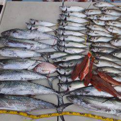 Hit Rush(ヒット ラッシュ) 釣果