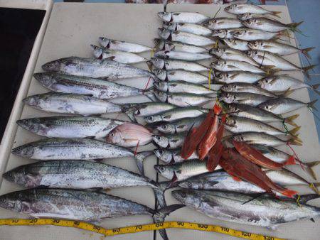 Hit Rush(ヒット ラッシュ) 釣果