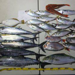 Hit Rush(ヒット ラッシュ) 釣果