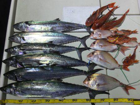 Hit Rush(ヒット ラッシュ） 釣果…