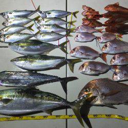 Hit Rush(ヒット ラッシュ) 釣果