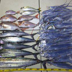 Hit Rush(ヒット ラッシュ） 釣果