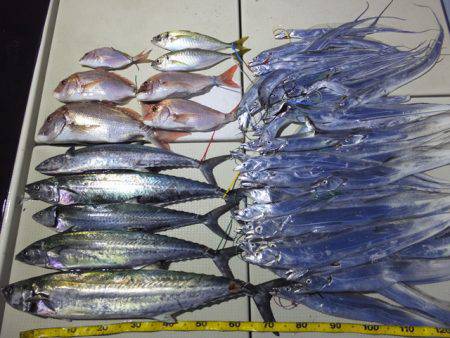 Hit Rush(ヒット ラッシュ） 釣果