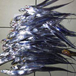 Hit Rush(ヒット ラッシュ） 釣果