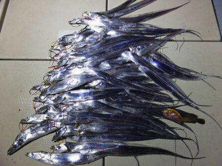 Hit Rush(ヒット ラッシュ） 釣果…