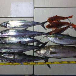 Hit Rush(ヒット ラッシュ） 釣果