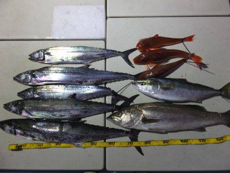 Hit Rush(ヒット ラッシュ） 釣果…