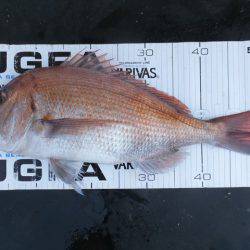 Hit Rush(ヒット ラッシュ) 釣果