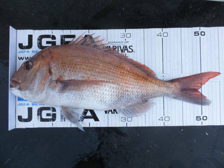 Hit Rush(ヒット ラッシュ) 釣果