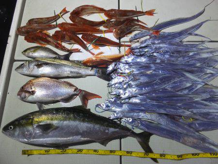 Hit Rush(ヒット ラッシュ） 釣果…