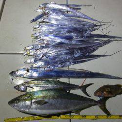 Hit Rush(ヒット ラッシュ) 釣果