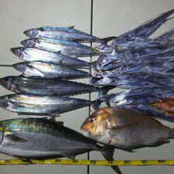 Hit Rush(ヒット ラッシュ) 釣果