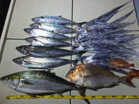 Hit Rush(ヒット ラッシュ） 釣果…