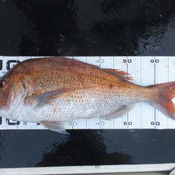 Hit Rush(ヒット ラッシュ) 釣果