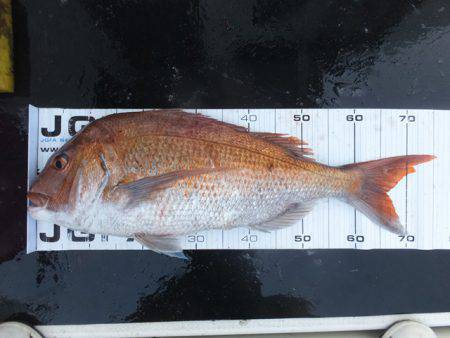 Hit Rush(ヒット ラッシュ) 釣果