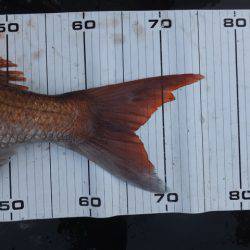 Hit Rush(ヒット ラッシュ) 釣果