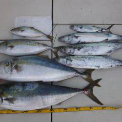 Hit Rush(ヒット ラッシュ） 釣果