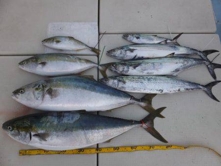 Hit Rush(ヒット ラッシュ） 釣果…