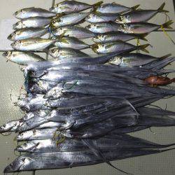 Hit Rush(ヒット ラッシュ) 釣果