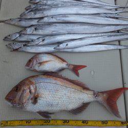 Hit Rush(ヒット ラッシュ) 釣果