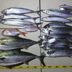 Hit Rush(ヒット ラッシュ) 釣果