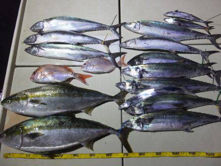 Hit Rush(ヒット ラッシュ） 釣果…