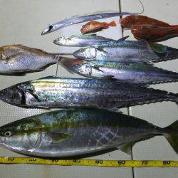 Hit Rush(ヒット ラッシュ) 釣果