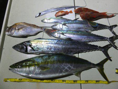 Hit Rush(ヒット ラッシュ） 釣果…