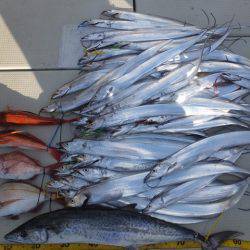 Hit Rush(ヒット ラッシュ) 釣果