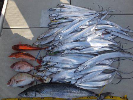 Hit Rush(ヒット ラッシュ） 釣果…