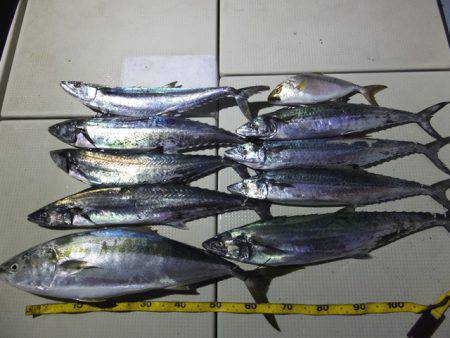 Hit Rush(ヒット ラッシュ） 釣果…