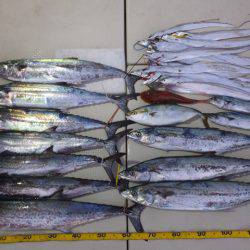 Hit Rush(ヒット ラッシュ) 釣果