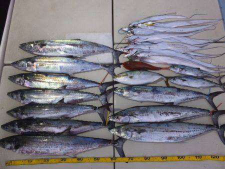 Hit Rush(ヒット ラッシュ） 釣果…