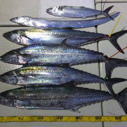 Hit Rush(ヒット ラッシュ) 釣果