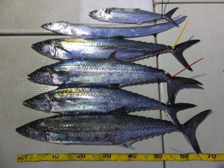 Hit Rush(ヒット ラッシュ） 釣果…