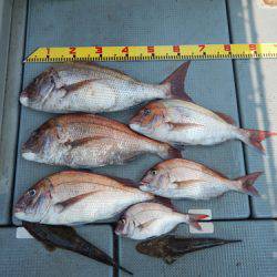 sea boss　シーボス 釣果