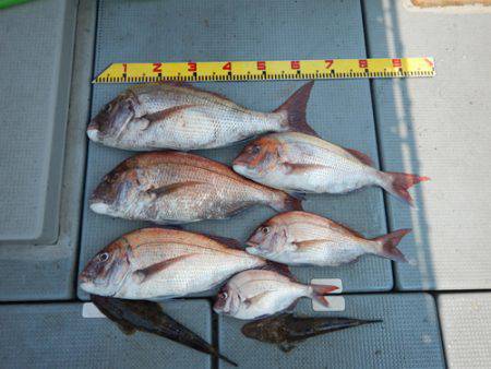 sea boss　シーボス 釣果