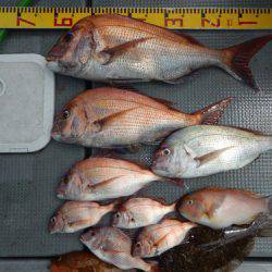 sea boss　シーボス 釣果